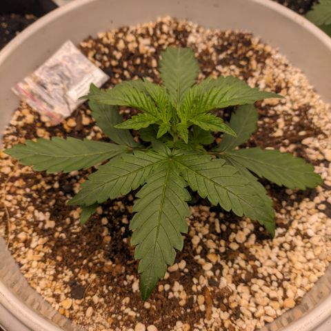Zkittlez auto #2 growlog timeline photo
