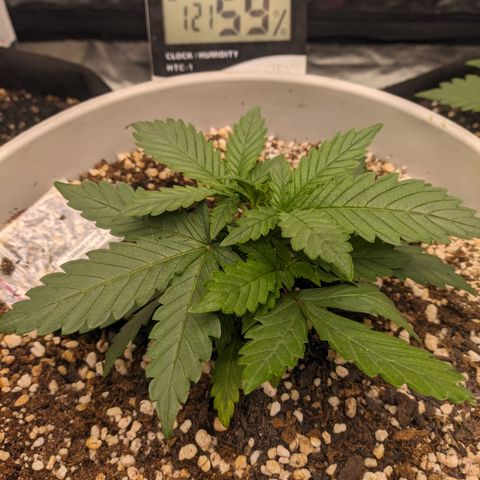 Zkittlez auto #2 growlog timeline photo