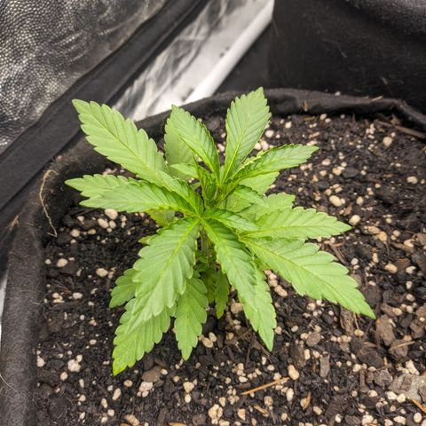 Blueberry OG growlog timeline photo