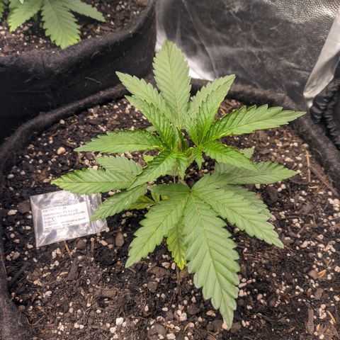 Colombiana growlog timeline photo