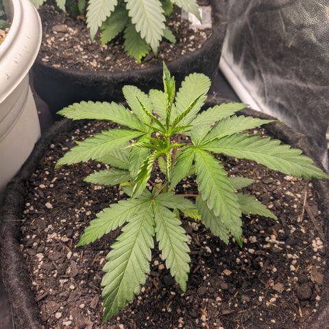 Colombiana growlog timeline photo