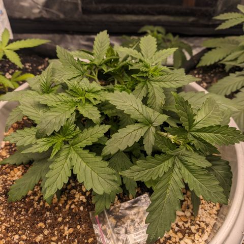 Zkittlez auto #2 growlog timeline photo