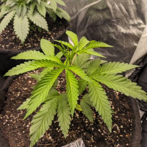 Colombiana growlog timeline photo