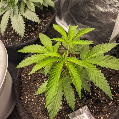 Colombiana growlog timeline photo
