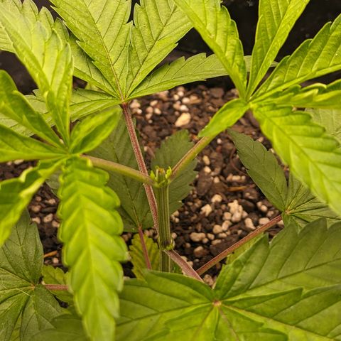 Colombiana growlog timeline photo