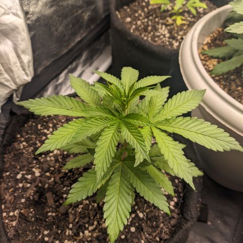 Blueberry OG growlog timeline photo