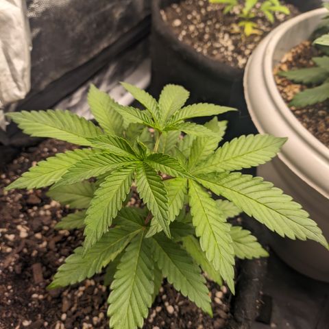 Blueberry OG growlog timeline photo