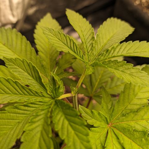Blueberry OG growlog timeline photo