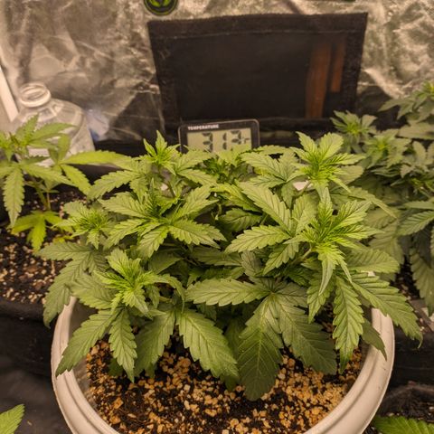 Zkittlez auto #2 growlog timeline photo