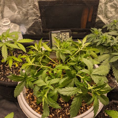 Zkittlez auto #2 growlog timeline photo