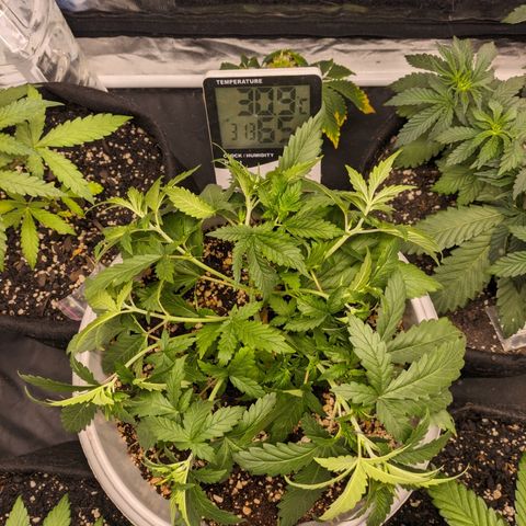Zkittlez auto #2 growlog timeline photo
