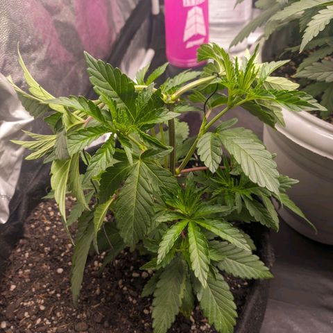 Blueberry OG growlog timeline photo