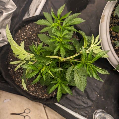 Blueberry OG growlog timeline photo