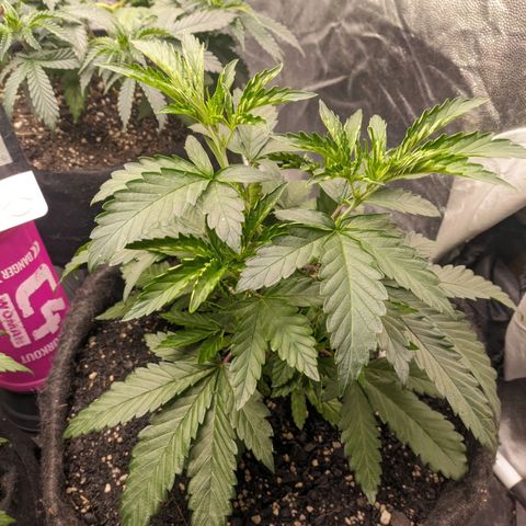 Colombiana growlog timeline photo