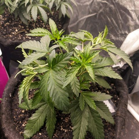 Colombiana growlog timeline photo
