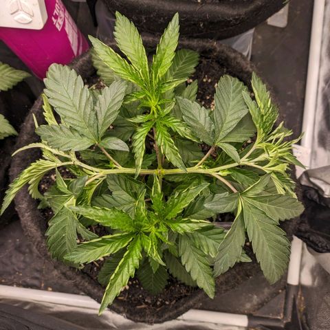 Colombiana growlog timeline photo