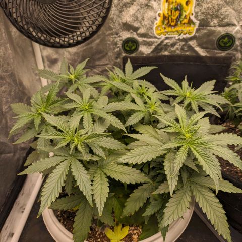 Zkittlez auto #2 growlog timeline photo