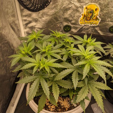 Zkittlez auto #2 growlog timeline photo