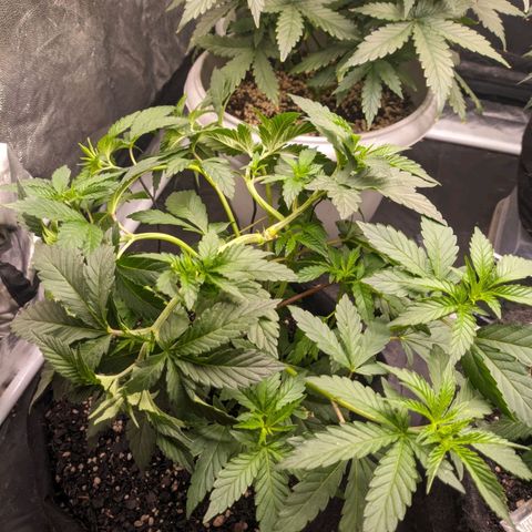 Blueberry OG growlog timeline photo