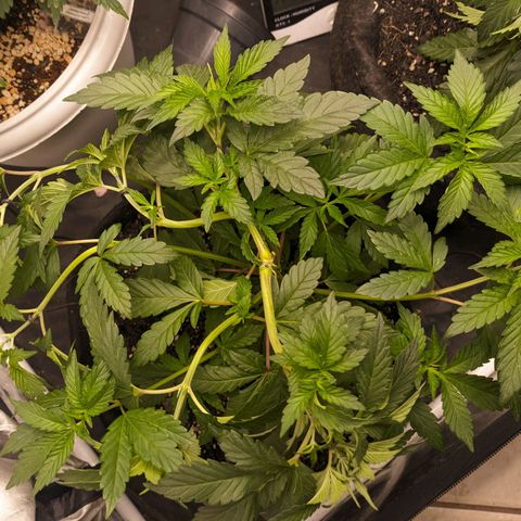 Blueberry OG growlog timeline photo