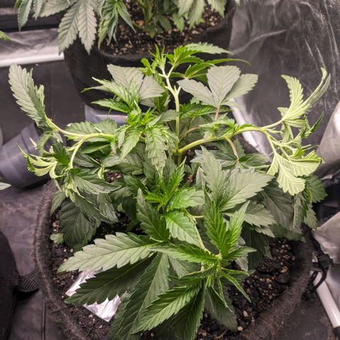 Colombiana growlog timeline photo
