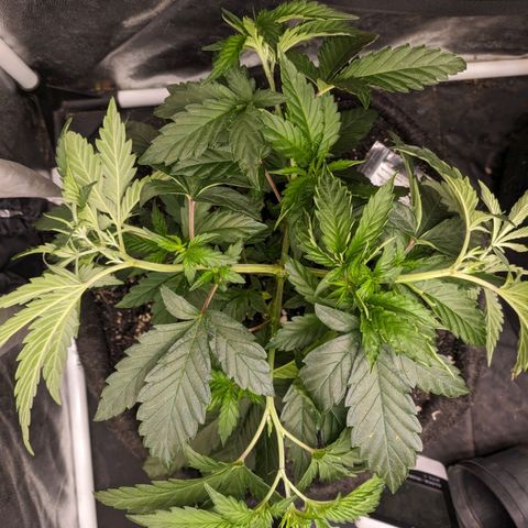 Colombiana growlog timeline photo