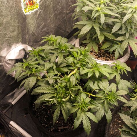 Blueberry OG growlog timeline photo