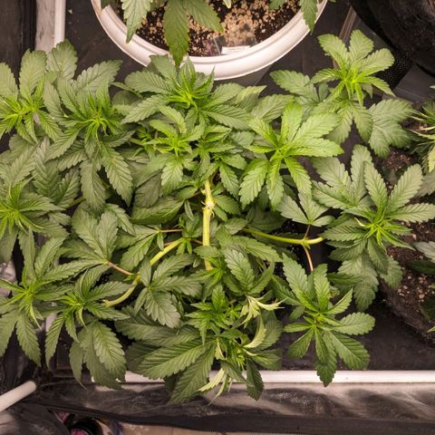 Blueberry OG growlog timeline photo