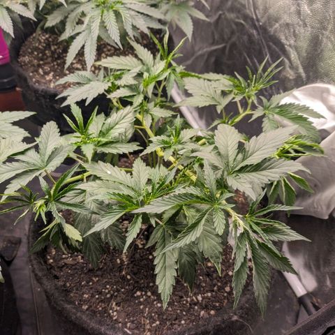 Colombiana growlog timeline photo