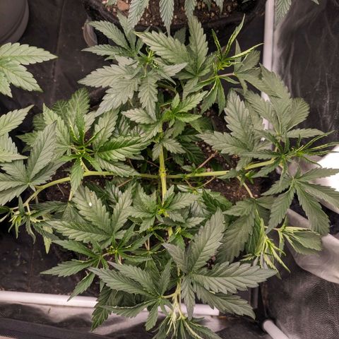 Colombiana growlog timeline photo
