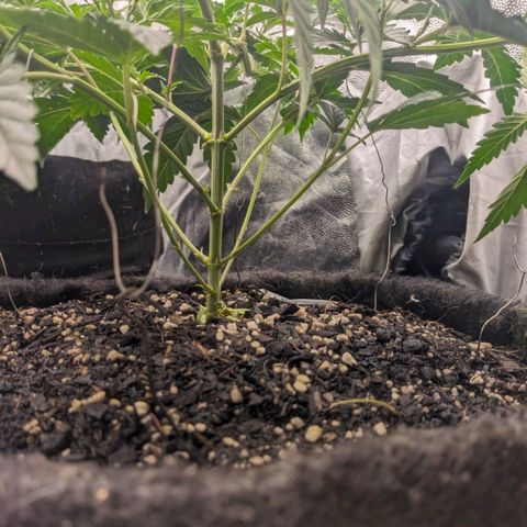 Colombiana growlog timeline photo