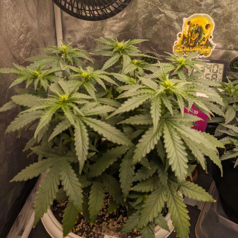 Zkittlez auto #2 growlog timeline photo