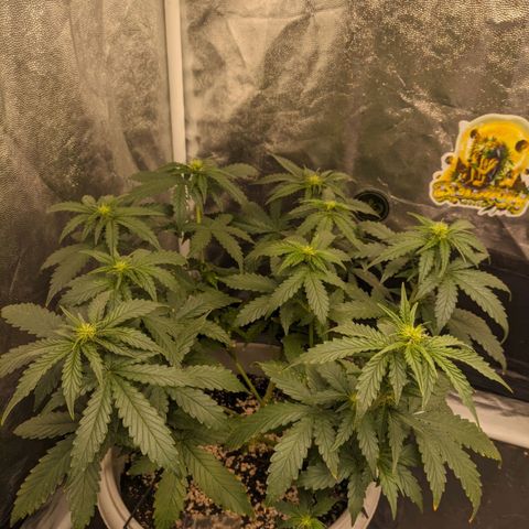 Zkittlez auto #2 growlog timeline photo