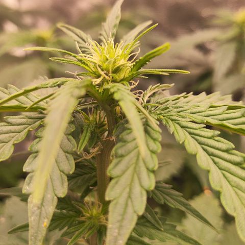 Zkittlez auto #2 growlog timeline photo