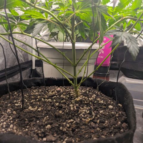 Blueberry OG growlog timeline photo