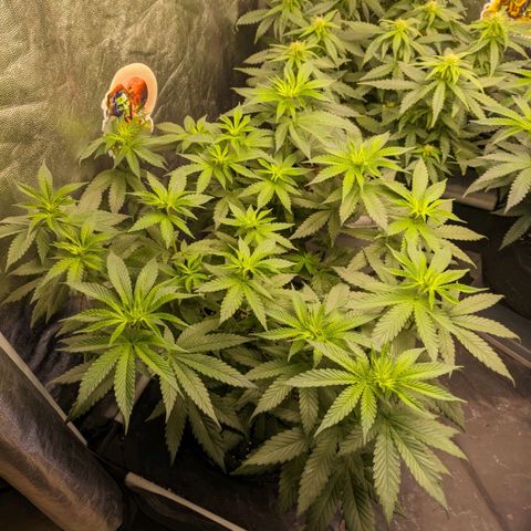 Blueberry OG growlog timeline photo