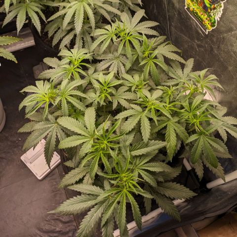Colombiana growlog timeline photo
