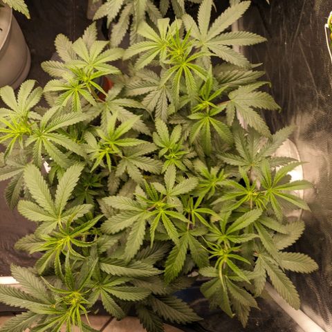Colombiana growlog timeline photo