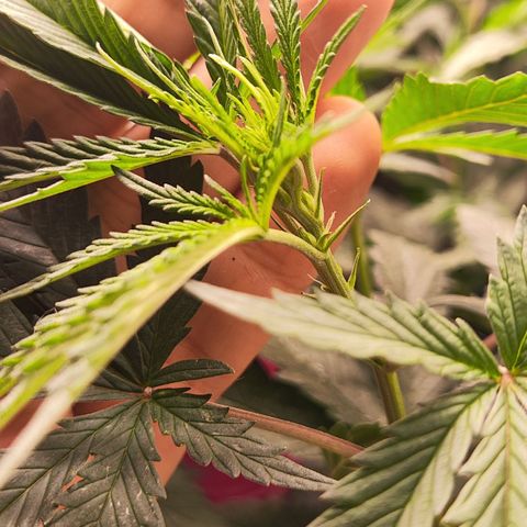 Colombiana growlog timeline photo
