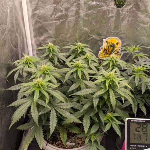 Zkittlez auto #2 growlog timeline photo