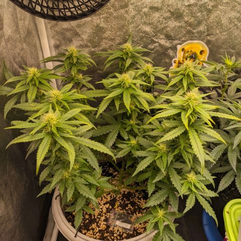 Zkittlez auto #2 growlog timeline photo