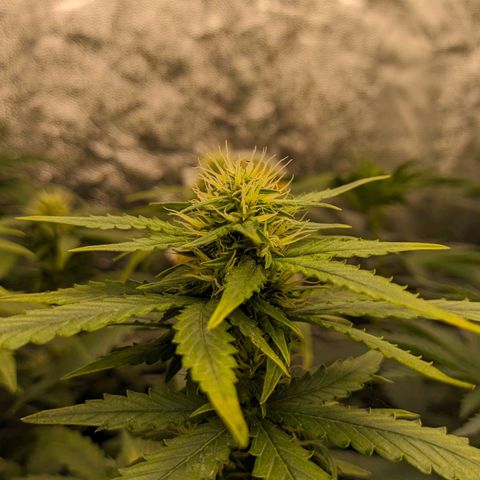 Zkittlez auto #2 growlog timeline photo