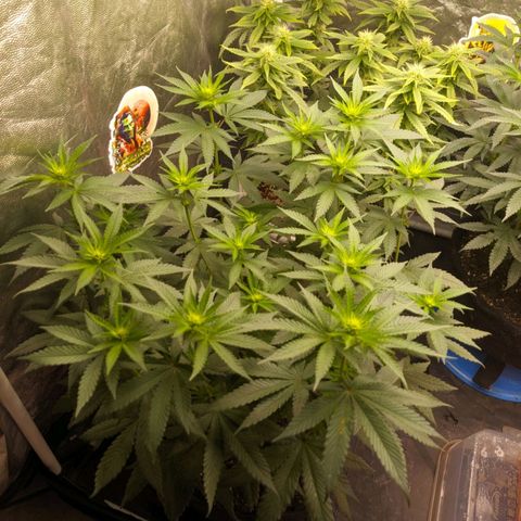 Blueberry OG growlog timeline photo
