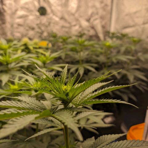 Blueberry OG growlog timeline photo