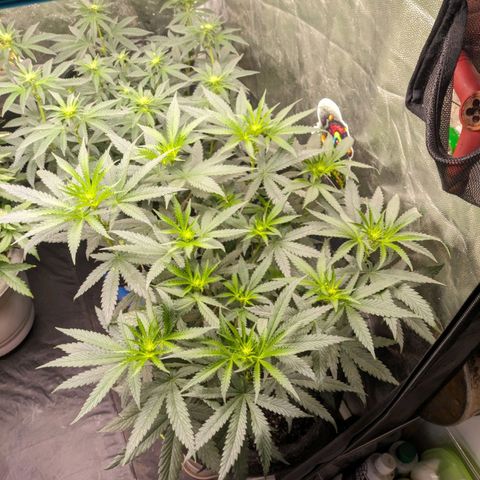 Colombiana growlog timeline photo