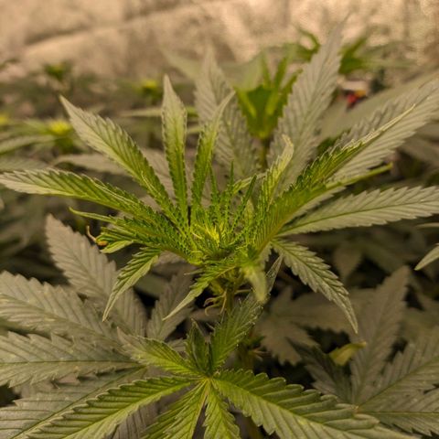 Colombiana growlog timeline photo