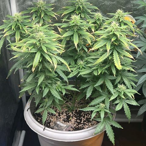 Zkittlez auto #2 growlog timeline photo