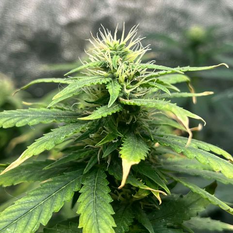 Zkittlez auto #2 growlog timeline photo