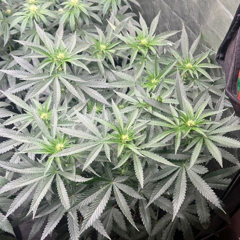 Colombiana growlog timeline photo