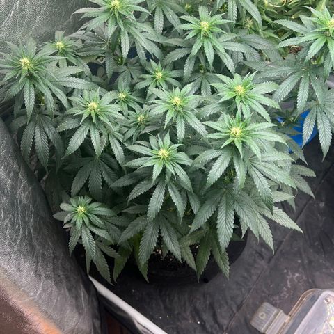 Blueberry OG growlog timeline photo